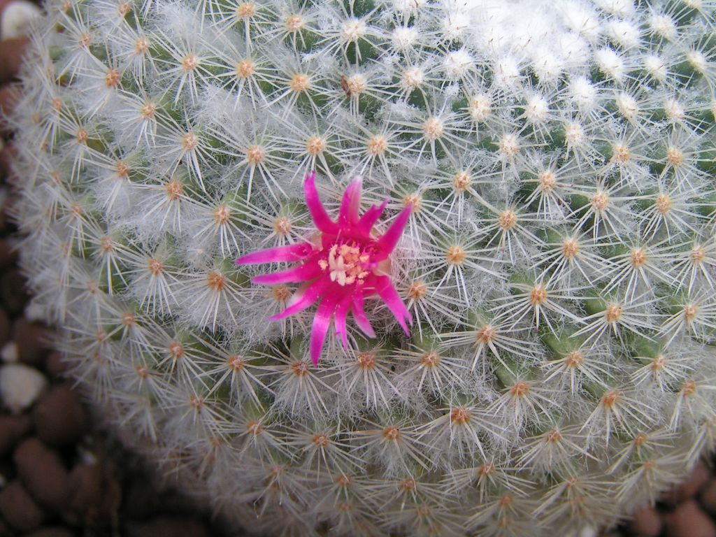 Mammillaria albilanata